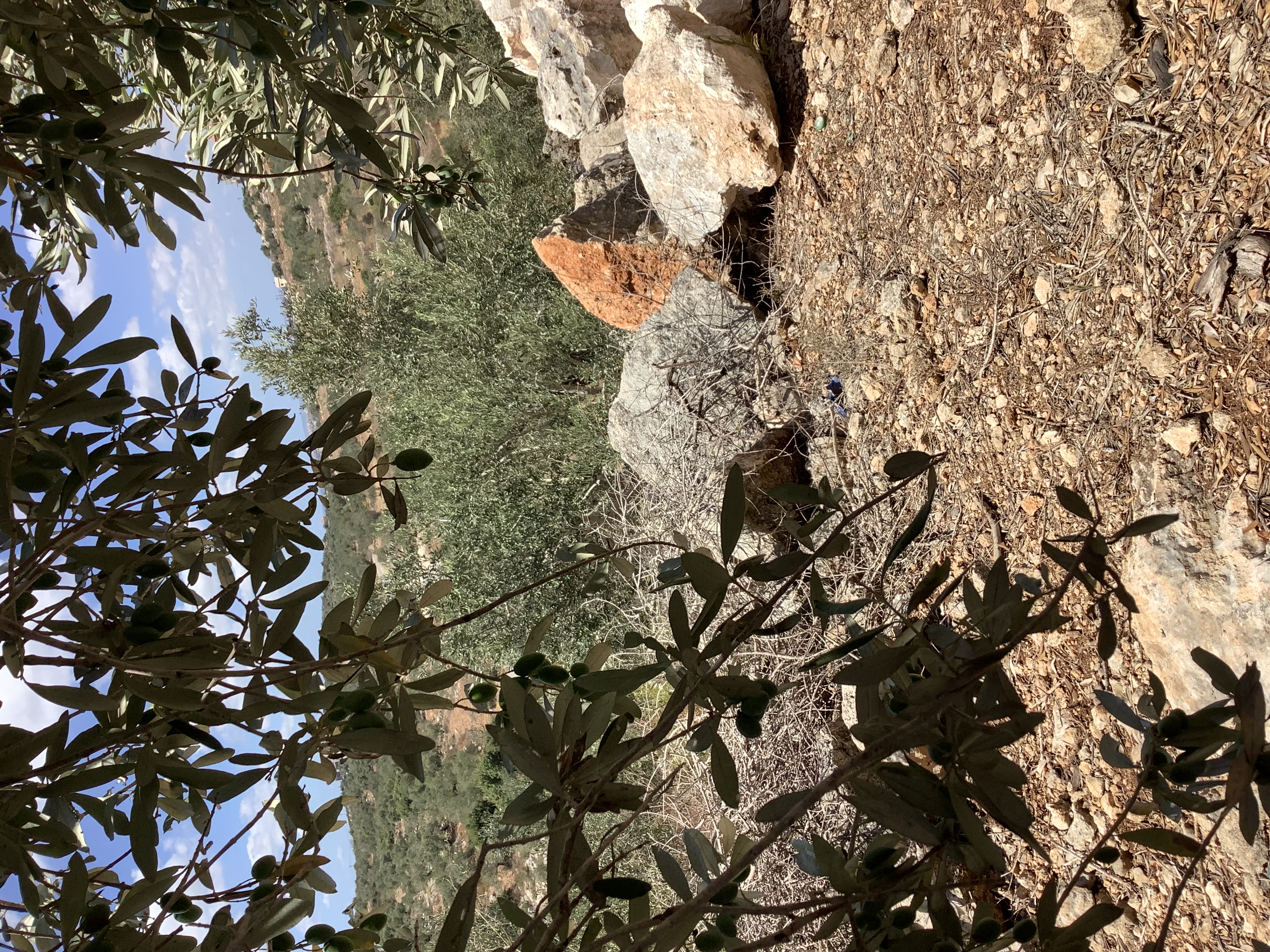 Seham Kettaneh